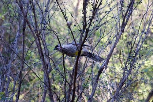 Red Wattlebird