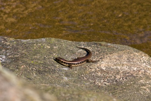 Skink