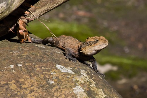 Eastern Water Dragon