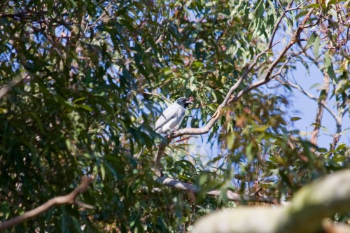 Black-faced Cuckoo-shrike