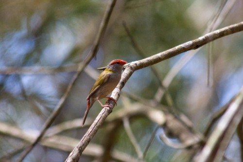 Red-browed Finch