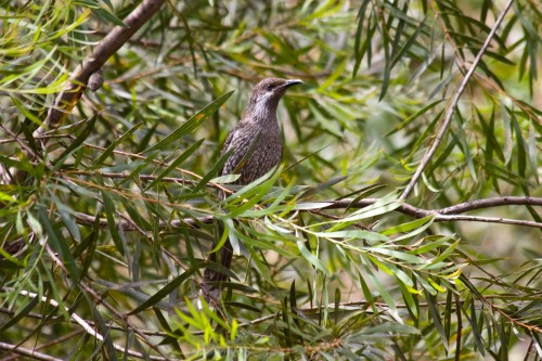 Little Wattlebird