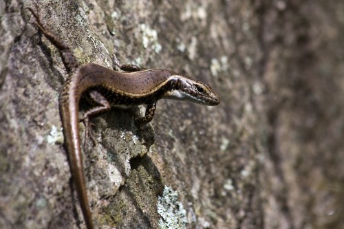 Skink