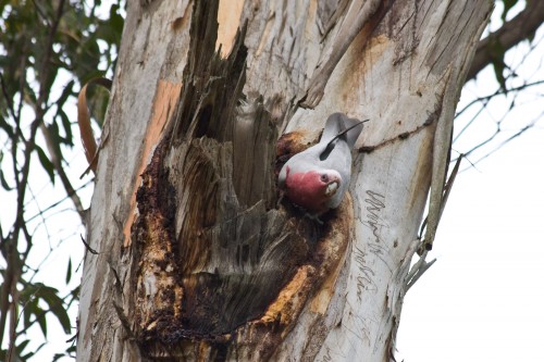 Galah