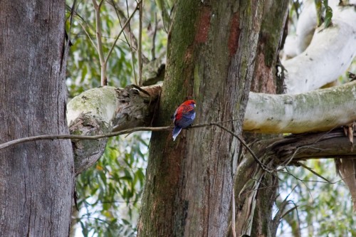 Crimson Rosella