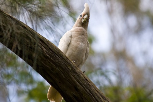 Little Corella