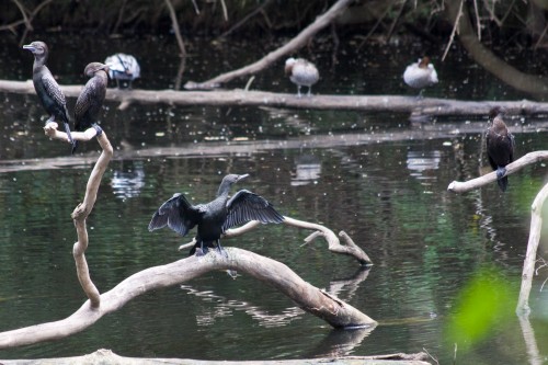 Little Black Cormorant