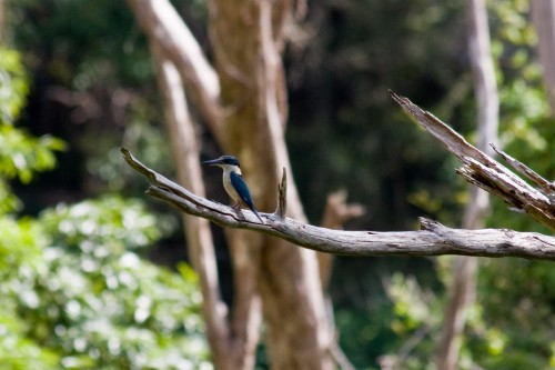 Forest Kingfisher