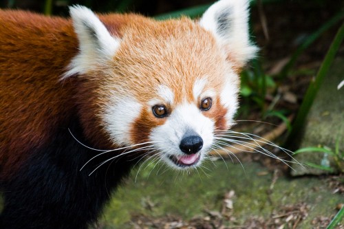 Red Panda