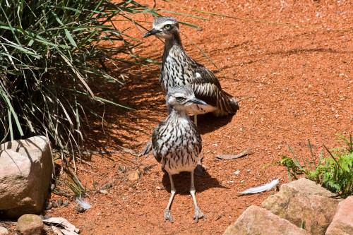 Bush Stone-curlew