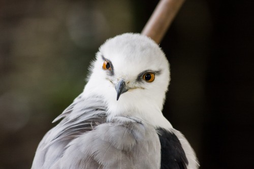 Black Shouldered Kite