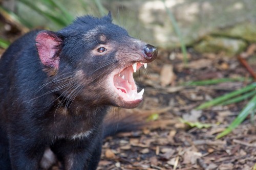 Tasmanian Devil