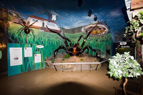 Spider World (a bit creepy really!)