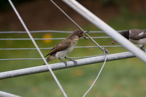 Grey Butcherbird feeding young