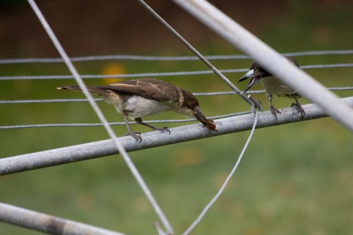 Grey Butcherbird feeding young