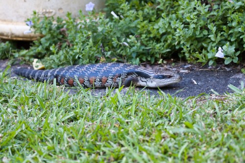 Blue Tongue Lizard