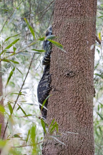 Lace Monitor