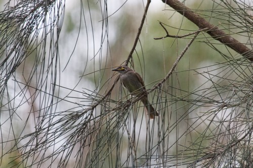 Yellow Faced Honeyeater