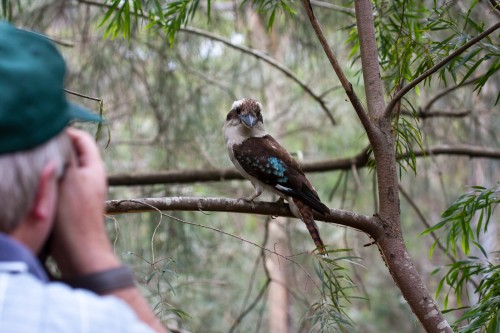 My father taking a photo of a Kookaburra