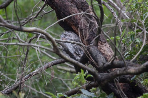 Tawny Frogmouth