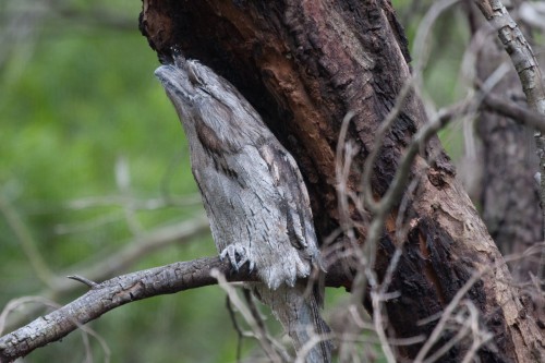 Tawny Frogmouth becoming "one" with the tree