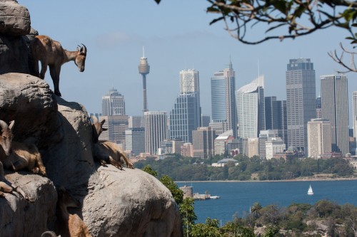 Himalayan Tahr - Taronga Zoo, best seat in the house