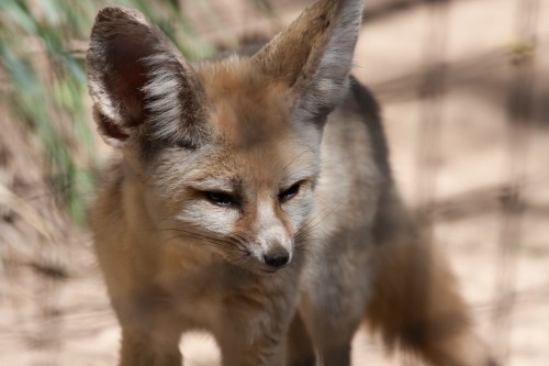 Fennec Fox - Taronga Zoo