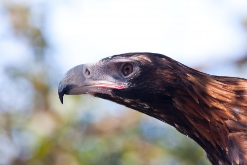 Wedge Tailed Eagle - Free Flight Bird Show - Taronga Zoo