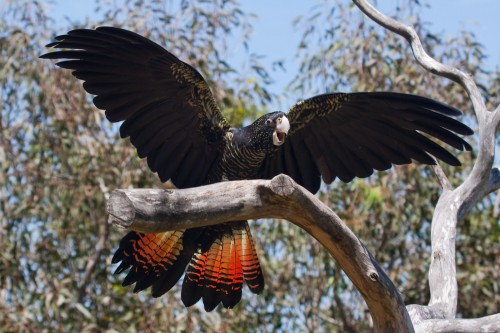 Red-tailed Black Cockatoo - Free Flight Bird Show - Taronga Zoo