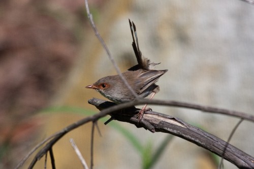 Superb Fairy Wren (female)