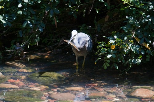White Faced Heron with fish