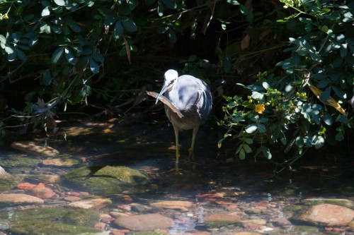 White Faced Heron with fish