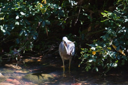 White Faced Heron swallowing fish
