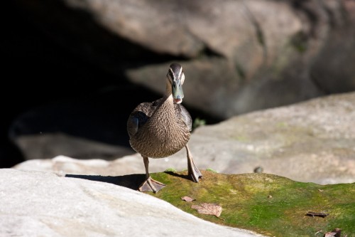 Pacific Black Duck