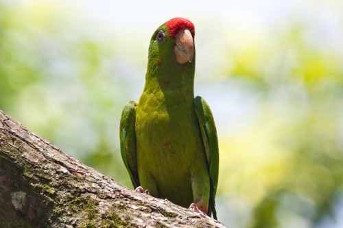 Scarlet-fronted Parakeet