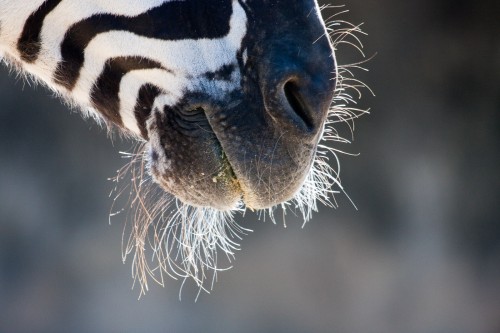 Zebra - Taronga Zoo