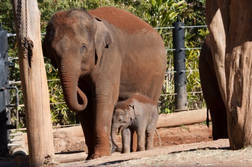 Luk Chai and Thong Dee at Taronga Zoo