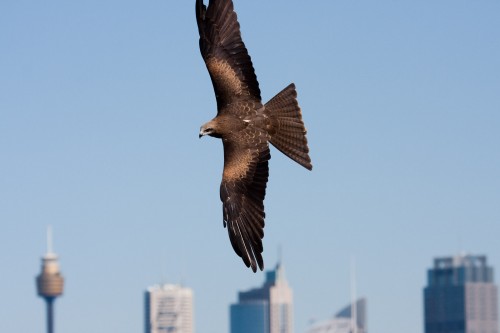 Wedgie - Taronga Zoo Free Flight Bird Show