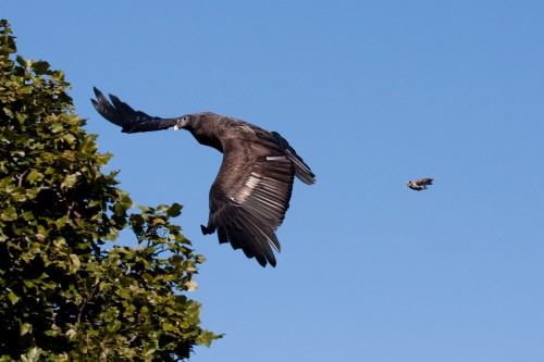 Juvenile Andean Condor with a "Miner" problem - Taronga Zoo Free Flight Bird Show