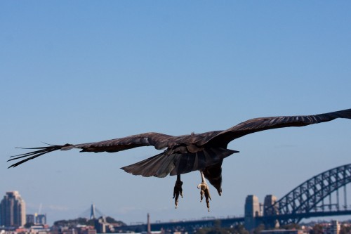 Juvenile Andean Condor comes in to land - Taronga Zoo Free Flight Bird Show