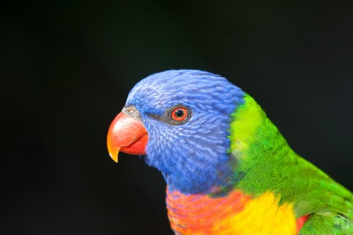 Rainbow Lorikeet (wild) at Taronga Zoo