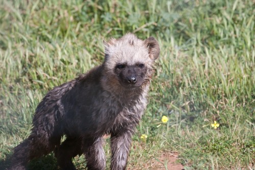 Hyena Pup - Monarto Zoo