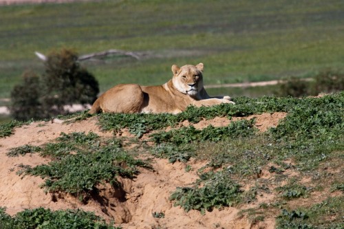 Lioness lazing on a mound of dirt - Monarto Zoo