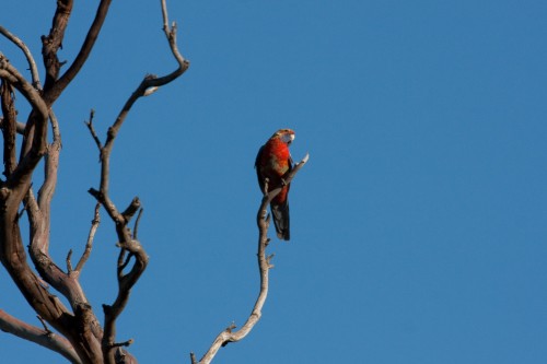 Adelaide Rosella (wild) - Monarto Zoo