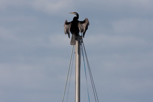 Australasian Darter - Goolwa