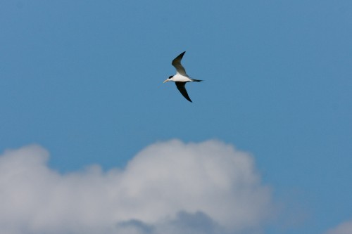 Fairy Tern - Goolwa