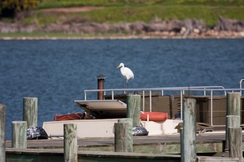 Cattle Egret - Goolwa