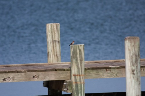 Welcome Swallow - Goolwa